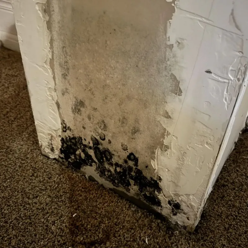 Professional Mold Removal in Bull Run Mountain Estates, VA